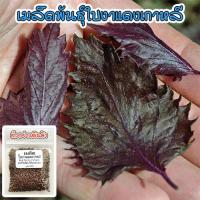 ราคา เมล็ดพันธุ์ Red Perilla Shiso ใบงาแดงเกาหลี ชิโสะแดง 1 ซองมี 40 100 เมล็ด ซื้อ 10 แถม 1 คละได้ (18763097034)