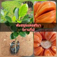 ราคา ต้นขนุนแดงสุริยา แบบทาบกิ่ง 2 3 ปีติดผล มีเนื้อสีแดง รสชาติหวาน กรอบ ต้นสูง 60 70 ซม (14654301892)