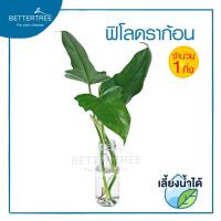 ราคา ต้นไม้เลี้ยงน้ำได้ จำนวน 1 ต้น ต้นไม้ฟอกอากาศ ต้นไม้ พลูด่าง พลู พลูด่างฟอกอากาศ ไม้น้ำ (19725061814)