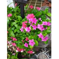 ราคา ต้นพันธุ์แพงพวย ในถุงดำ 29 บาท ดอกแพงพวยคละสีหลายสีพุ่มใหญ่พร้อมปลูก ดอกสวย ทนทาน (19298465007)