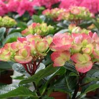 ราคา 20 เมล็ด เมล็ดไฮเดรนเยีย Hydrangea Seeds ดอกไม้ที่สื่อถึงความเข้าใจ ความซื่อสัตย์ สายพันธุ์ Orb (21086632125)