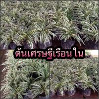 ราคา ต้นเศรษฐีเรือนใน เชื่อว่าเป็นว่านมงคลเด่นในด้านเสริมโชคเสริมลาภ ความเป็นมงคล (15548255377)