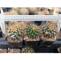ราคา แมมเข็มทอง Mammillaria nivosa ไม้เมล็ด ขนาด 3 4 ซม ต้นกระบองเพชร ต้นแคคตัส แคคตัส กระบองเพชร (16425024368)