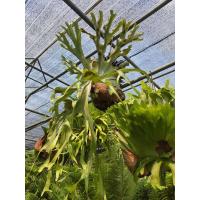 ราคา ต้นเฟินชายผ้าสีดาหูช้าง Platycerium holttumii de Jonch Hennipman สามารถนำมาปลูกประดับสวน (17668224042)
