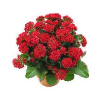 ราคา 35 เมล็ดพันธุ์ เมล็ด กุหลาบหินดอกซ้อน ไม้อวบน้ำ กุหลาบหิน Kalanchoe blossfeldiana Seed อัตราการงอกสูง 80 85 (11770282140)