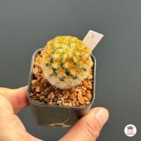 ราคา แมมมิลาเลีย คามิเน่ บุดดา Mammillaria Carminae Buddha แคคตัส กระบองเพชร cactus succulent (4804332925)