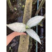 ราคา ถูกที่สุด อโกลนีมา กระถาง 3 นิ้ว แก้วกาญจนา หลายแบบ ฟอร์มต้นใหญ่ คุ้มเท่าซื้อ 6 นิ้ว (14127824578)