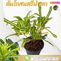 ราคา ต้นโกสนตรีน้ำตก กระถาง 6 นิ้ว ไม้จัดสวน ไม้ประดับ ส่งพร้อมกระถาง (20875206492)