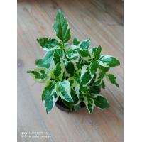 ราคา ต้นบุษบาพารวย ต้นไม้มงคลเสริมดวงเรื่องการเงินร่ำรวยเงินทอง กระถาง 3 นิ้ว 29 บาท (5852276166)