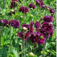 ราคา 1 หน่อ รักเร่ Dahlia Bulbs สายพันธุ์ ZIRCONIA หัวรักเร่ ดอกไม้ หัวหน่อ เหง้า นำเข้า เนเธอร์แลน หัวสดใหม่ (9107939409)
