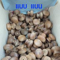 ราคา มือจับเฟอร์นิเจอร์ ปุ่มจับ มือจับ ไม้สัก ปุ่มมือจับไม้ ปุ่มจับตู้แบบไม้ ปุ่มจับเฟอร์นิเจอร์ มือจับตู้เสื้อผ้า (1352006586)