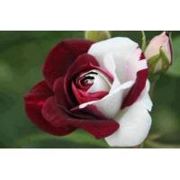 ราคา 30 เมล็ด เมล็ดพันธุ์ กุหลาบ สีแดง ขาว Rose seed ดอกใหญ่ นำเข้าจากต่างประเทศ พร้อมคู่มือ เมล็ดสด ใหม่ (4629018931)
