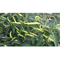 ราคา พริกมณีขาว ผักสวนครัวพร้อมปลูกในถุงดำ ถุงละ 29 บาท (5095368311)