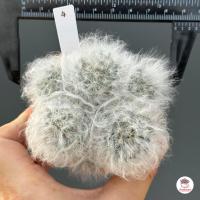 ราคา แมมขนแกะ Mammillaria Bocasana แคคตัส กระบองเพชร cactus succulent (6074108369)