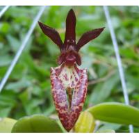 ราคา สิงโตนักกล้ามหลังคาดำ กล้วยไม้ กอใหญ่ 100 150 ลำต้น ออกดอกตุลา ธันวา กล้วยไม้ป่าแท้ กล้วยไม้ป่าหอม กล้วยไม้ป่าขวด Taeng Suan shop (15963221770)