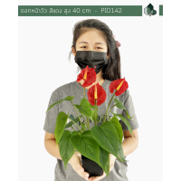 ราคา ดอกไม้ปลอม ดอกไม้ปประดิษฐ์ ดอกหน้าวัวสีแดง สูง 40 CM (10339265648)