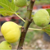 ราคา 10 เมล็ด เมล็ดมะเดื่อฝรั่ง Figs สายพันธุ์ Kunming คุณหมิง ของแท้ 100 มะเดื่อฝรั่ง หรือ ลูกฟิก Fig อัตรางอก 70 80 Figs seeds มีคู่มือวิธีปลูก (8906434585)