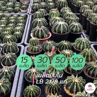 ราคา เมล็ดยิมโน LB 2178 แท้ แคคตัส กระบองเพชร cactus succulent (5331942015)