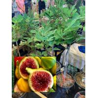 ราคา พันธุ์ Tiger Panache Figs ต้นมะเดื่อฝรั่ง อร่อย หวาน หอมมากๆ ต้นสมบูรณ์มาก รากแน่นๆ จัดส่งพร้อมกระถาง 6 นิ้ว ลำต้นสูง 40 50ซม ต้นไม้แข็งแรงทุกต้น เรารับประกันจัดส่งห่ออย่างดี (8180610576)