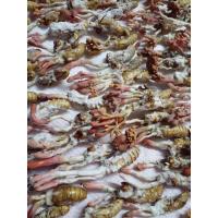 ราคา 1 ชิ้น ว่านจั๊กจั่น หรือ พญาว่านต่อเงินต่อทอง ค้าขายดี เจรจาราบรื่น ของดี ควรมี ของแท้จากธรรมชาติ พบติดตัว (19905005585)