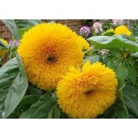 ราคา ทานตะวันดอกซ้อน เมล็ดพันธุ์ เทดดี้แบร์ อินพรูฟ TeddyBear Sunflower improve ปรับปรุงใหม่ ขนาดดอกใหญ๋ขึ้นซ้อนแน่น ออกดอกเป็นพุ่ม 60 65 เมล็ด (7845132150)