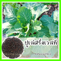 ราคา พร้อมส่ง รหัส 118 เมล็ดพันธุ์ OP แท้ ปูเล่ฝรั่งเวสท์ Vates Collard ปลูกง่าย โตไว ทนแดดจัด คล้ายคะน้า เมล็ดปูเล่ เมล็ดพืช เมล็ดพันธุ์ผัก (8605400158)