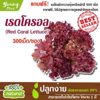 ราคา เมล็ดพันธุ์ผักสลัด เรดโครอล 300เมล็ด อัตราการงอก95 เมล็ดพันธุ์ ผักสลัด เมล็ดผัก เมล็ดผักสลัด แถมฟรี เมล็ดผัก (1779032661)