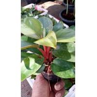 ราคา ต้นรวยโชค แดง เรดคองโก ไม้มงคล ช่วยเสริมการเงิน ในกระถาง3 นิ้ว 59 บาท (9605528757)