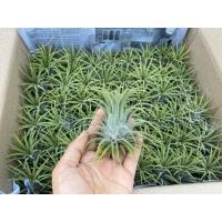 ราคา ทิลแลนเซีย รากอากาศ Tillandsia Ionantha หัวขนาดใหญ่ เกรดส่งออก (11830410722)