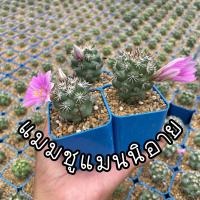 ราคา แมมชูแมนนิอาย ขนาด 3cm (12375274300)