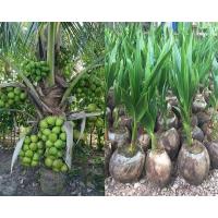 ราคา หน่อมะพร้าว ต้นมะพร้าว สายพันธุ์ dwarf coconut มะพร้าวน้ำหอม ต้นเตี้ยแท้ พร้อมปลูก มะพร้าวพันธุ์น้ำหอมต้นเตี้ย ตูดจีบ บ้านแพ้ว (8665976589)