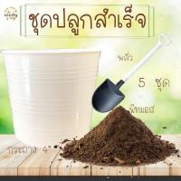 ราคา ชุดปลูกสำเร็จ พร้อมปลูก ถูกที่สุด 59บ ปลูกได้แม้พื้นที่จำกัด ปลูกง่าย โตไว ออแกนิก100 (10723783813)