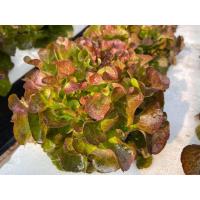 ราคา เมล็ดผักอินทรีย์ เมล็ดพันธุ์ผักสลัด เมล็ดผักสลัด 100 200 เมล็ด 10 บาท 10 แถม 1 คละได้ (17441984495)