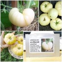 ราคา เมล็ดพันธุ์ มะเขือเทศ เกรทไวท์ Great White Tomato Seed 20 เมล็ด คุณภาพดี ราคาถูก ของแท้ (6937548414)