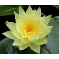 ราคา เมล็ดบัว Lotus หลวง ดอกใหญ่ ของแท้ 100 บัวหลวง ดอกบัว ปลูกบัว เม็ดบัว สวนบัว บรรจุซองละ 8 เมล็ด (9107923396)