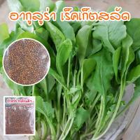 ราคา เมล็ดพันธุ์ ผักสลัดอกูล่า ร็อคเก็ต อากูรูล่า เมล็ดพันธุ์ ร็อคเก็ต 90 300 เมล็ด ซื้อ 10 แถม 1 คละได้ (17060093364)