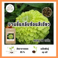 ราคา เมล็ดพันธุ์ ดอกบานชื่นกลีบซ้อนสีเขียว บรรจุ 60 เมล็ด (21037827445)