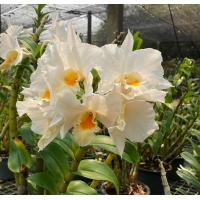 ราคา เอื้องเงินหลวง หวายเงินหลวง Dendrobium formosum กล้วยไม้หายาก ดอกสีขาว ปากเหลือง ดอกหอม (13804427996)