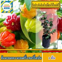 ราคา ต้นมะยมแดง มะยมฝรั่ง เชอร์รี่สเปน surinam cherry 1ต้น (1318786183)