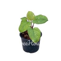 ราคา เสน่ห์จันทร์ประกายดาว Homalomena Rubescens Variegated กระถาง 6 นิ้ว (20703471473)