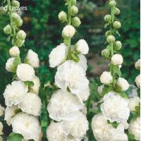 ราคา Black Hollyhock Flower Double petal Hollyhock Garden Perennial Four Seasons Easy to Plant 100pcs pack (14693507201)