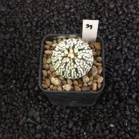 ราคา Astrophytum Star shape แคคตัส กระบองเพชร AA01 (17807086220)