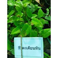 ราคา ต้นตะเคียนหินไม้ยืนต้นสมุนไพรไทยหายาก พันธุ์ไม้มงคล เป็นไม้มีค่าที่สามารถนำทุกส่วนของต้นมาใช้ประโยชน์ได้ ถุงดำพร้อมปลูก 49 บาท (19582765634)