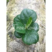 ราคา ไทรใบสักพันธุ์ใบใหญ่และพันธุ์แคระ เพาะเมล็ด (20703333157)