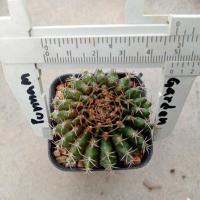 ราคา ยิมโนคริส Gymnocalycium cristata ไม้เมล็ด ขนาด 4 5 ซม ต้นกระบองเพชร ต้นแคคตัส แคคตัส กระบองเพชร (17382154033)