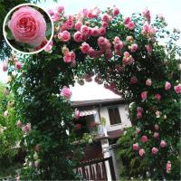 ราคา 100PCS Mixed Climbing Rose Seeds Red Pink Yellow flower seed Perennial Flower Garden Plant เมล็ดพันธุ์พืช เมล็ดพันธุ์ ดอกไม้ เมล็ดดอกไม้ พันธุ์ดอกไม้ เมล็ดพันธุ์ดอกไม้ ไม้ประดับ เมล็ดพันดอกไม้ เมล็ดดอ