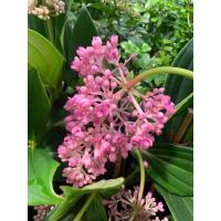 ราคา ต้นไข่มุก ไข่มุกอันดามัน หรือ ต้นสร้อยระย้า Rose Grape Showy Medinilla ในกระถาง 10 นิ้ว ต้นสูง 40 ซม เป็นไม้พุ่มเตี้ย ออกดอกเป็นช่อกะจะ เป็นร่วงห้อยย้อย เป็นเม็ดกลมๆ สีชมพูอ่อนคล้ายไข่มุก (9089628485)