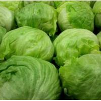 ราคา เมล็ดพันธุ์ผักสลัดแก้วผักกาดแก้ว (11394710296)