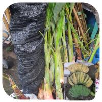 ราคา หน่อกล้วยพันธุ์ กล้วยเทพพนม หน่อใหญ๋ แข็งแรง พร้อมปลูก ลำต้นสูง 80 100ซม ต้นไม้แข็งแรงทุกต้น กล้วยเทพพนม เป็นกล้วยที่มีก้านใบสีเขียวไม่มีร่อง ผลเป็น กล้วยเครือสวยแปลกตา คล้ายเวลาที่เราพนมมือ (79943509