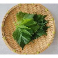 ราคา เมล็ด พันธุ์ ใบงาเกาหลี เมล็ดพันธุ์ชิโสะ สีเขียว Green Shiso 50 120 เมล็ด เมล็ดใบงาเกาหลี โอบะ ซื้อ 10 แถม1คละได้ (17059100891)